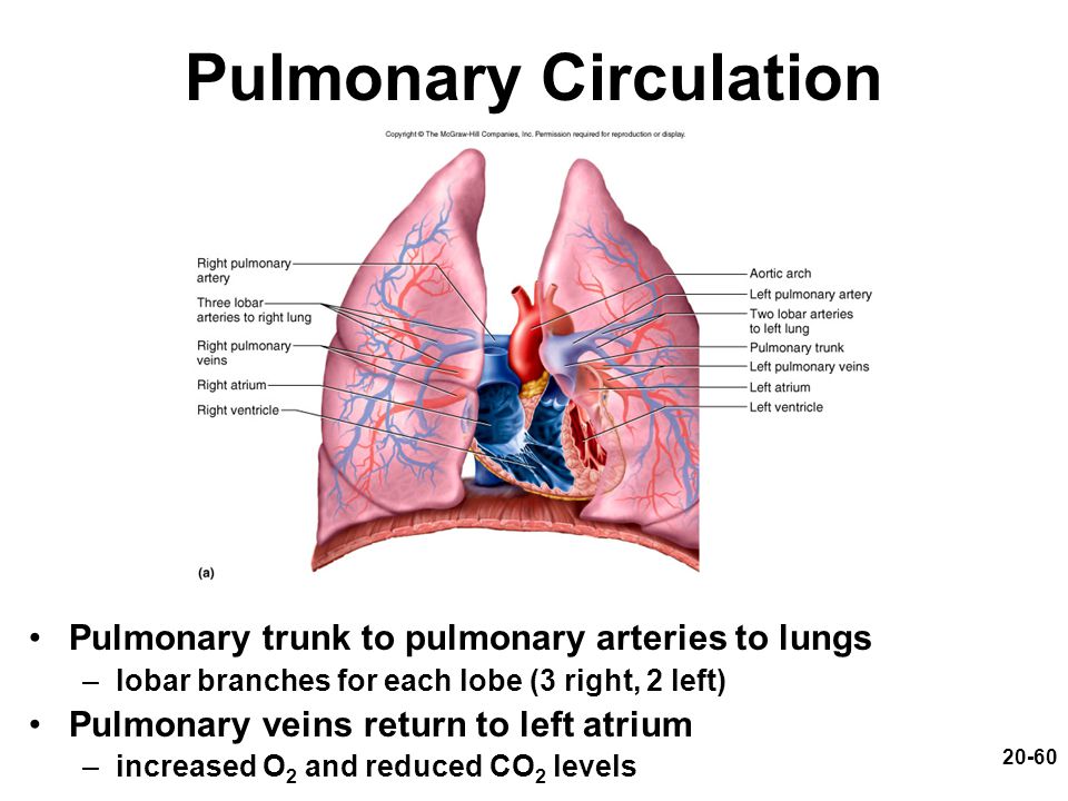 Blood circulation from right femoral vein to right pulmonary artery